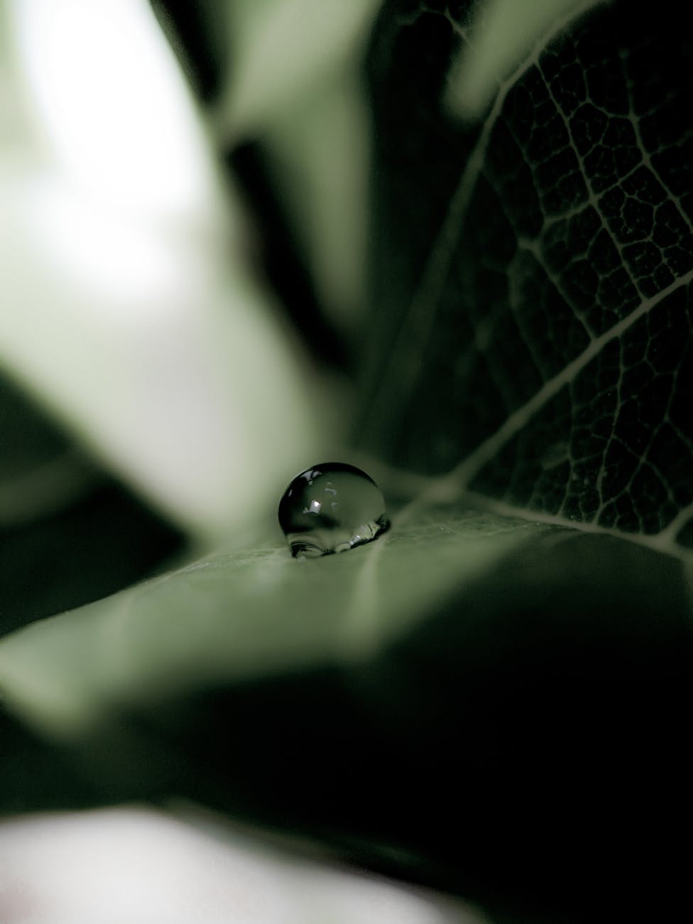 photograph of a water droplet